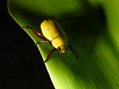 Macropoides crassipes