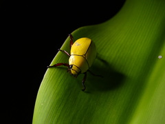 Macropoides crassipes