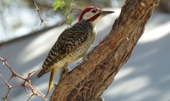 Campethera bennettii