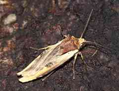 Xylena curvimacula