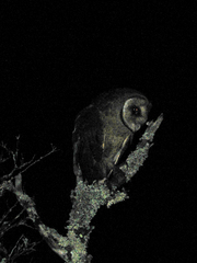 Tyto alba punctatissima