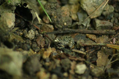 Craugastor rubinus
