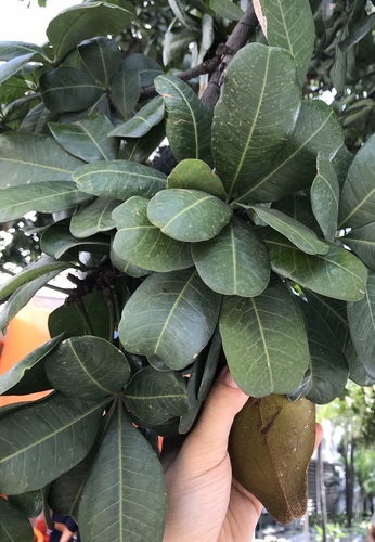 Pachira speciosa Triana & Planch. 3
