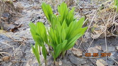 Allium microdictyon