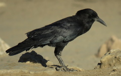 Corvus capensis capensis