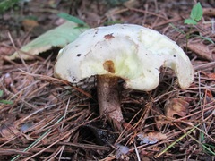 Suillus placidus