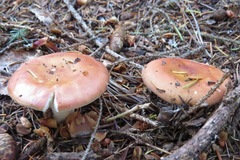 Russula paludosa