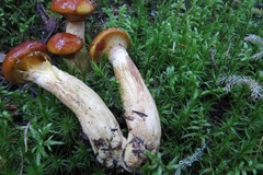 Suillus glandulosus