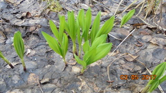 Allium microdictyon