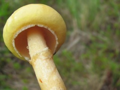Suillus acidus