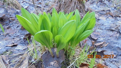 Allium microdictyon