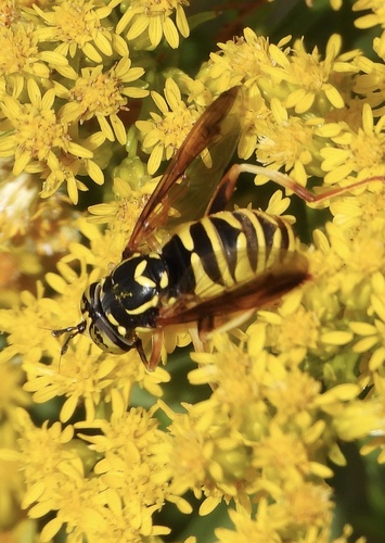 Rocky Mountain Hornet Fly photo 5