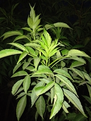 Sambucus