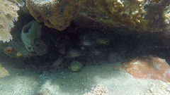 Pareques acuminatus