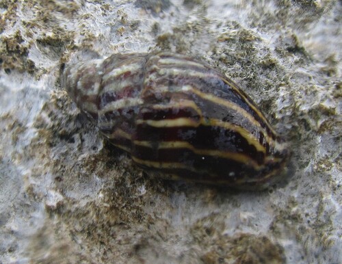 Strigatella paupercula observed 2025-07-03