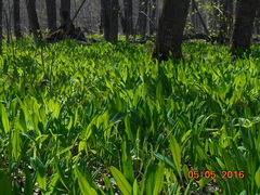 Allium microdictyon