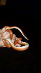 Oxyrhopus melanogenys