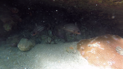 Pareques acuminatus