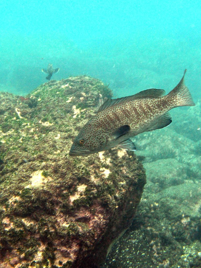 Sailfin Grouper