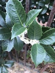 Osmanthus