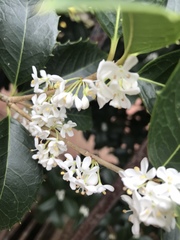 Osmanthus