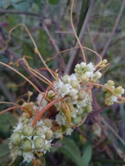 Cuscuta