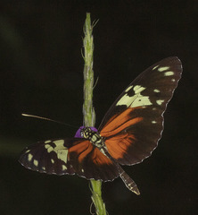 Heliconius hecale melicerta