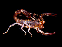 Hadruroides maculatus