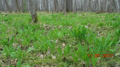 Allium microdictyon