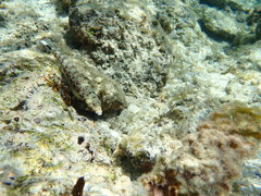 Parapercis millepunctata