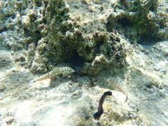 Parapercis millepunctata