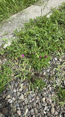 Emilia javanica, photograph Kiwi Shen, CC BY, iNaturalist via GBIF
