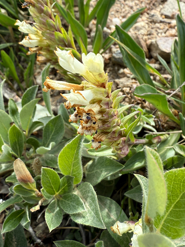 Rocky Mountain snowlover (Chionophila jamesii)