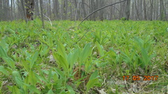 Allium microdictyon