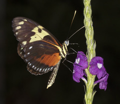 Heliconius hecale melicerta