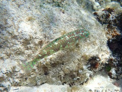 Halichoeres margaritaceus