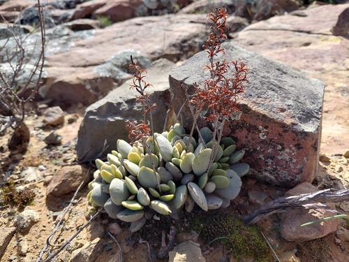 Adromischus liebenbergii