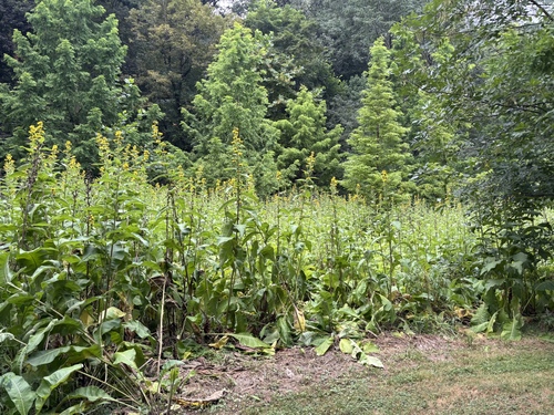Inula racemosa (Inula racemosa)