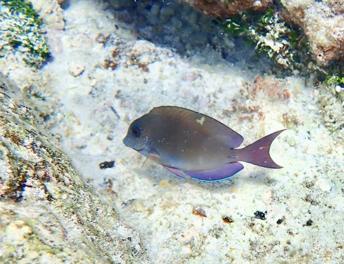Dusky Surgeonfish