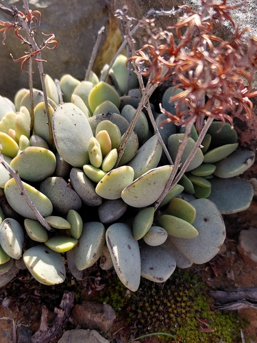 Adromischus liebenbergii
