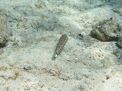 Parapercis millepunctata