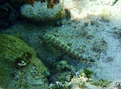Parapercis millepunctata