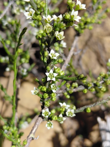 Namaqua Thesium (Thesium namaquense)