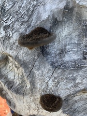 Hexagonia hydnoides