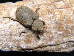 Omorgus suberosus