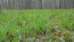 Allium microdictyon