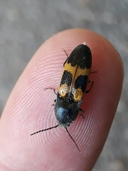 Conoderus dimidiatus