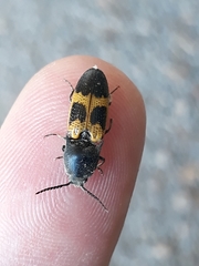 Conoderus dimidiatus