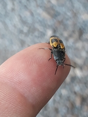 Conoderus dimidiatus