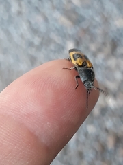 Conoderus dimidiatus